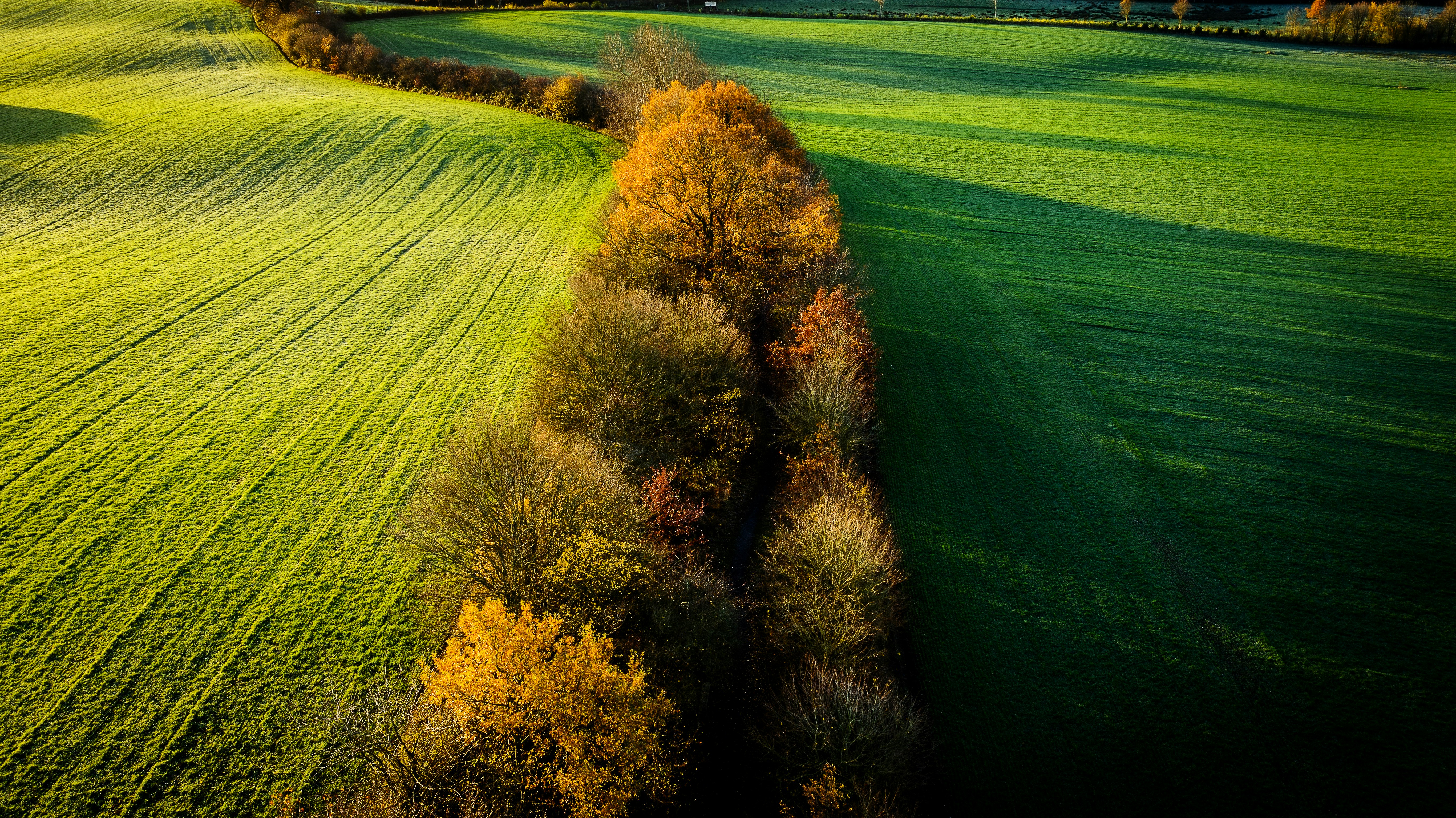 yellow and green trees on green grass field during daytime